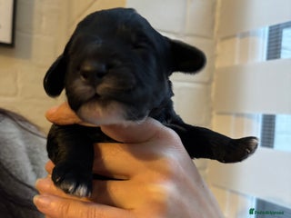 Cockapoo dogs Gorgeous F1 Cockapoos - Advert 14