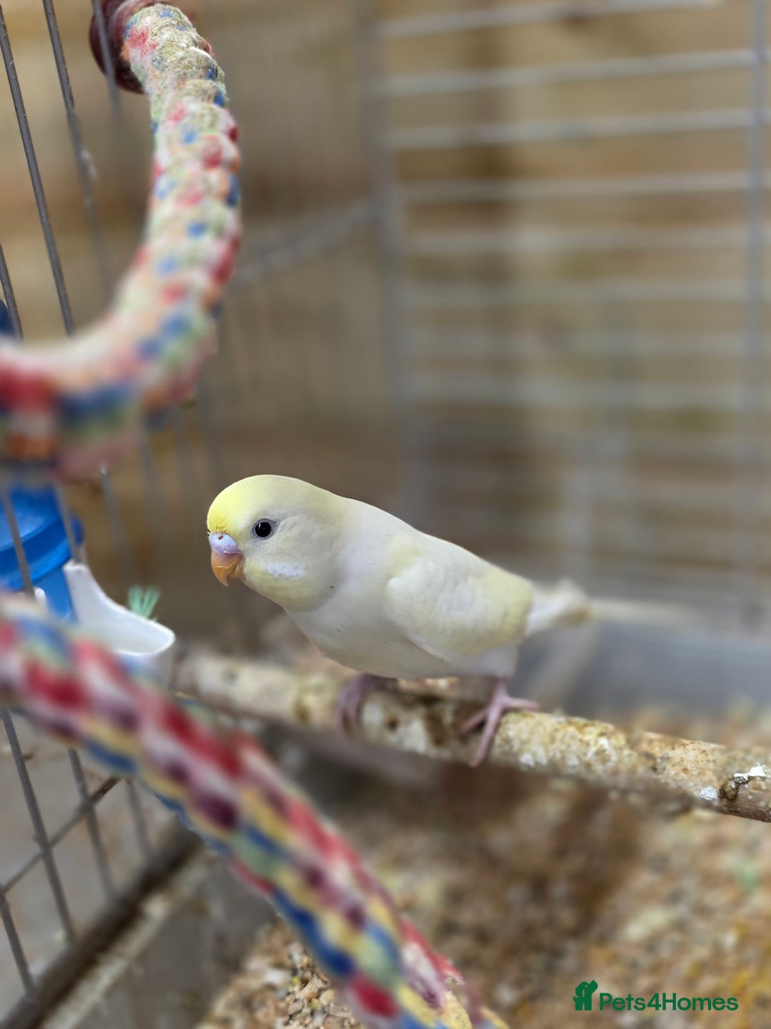 Budgerigars birds for sale: Gorgeous Baby Budgies - Advert 2