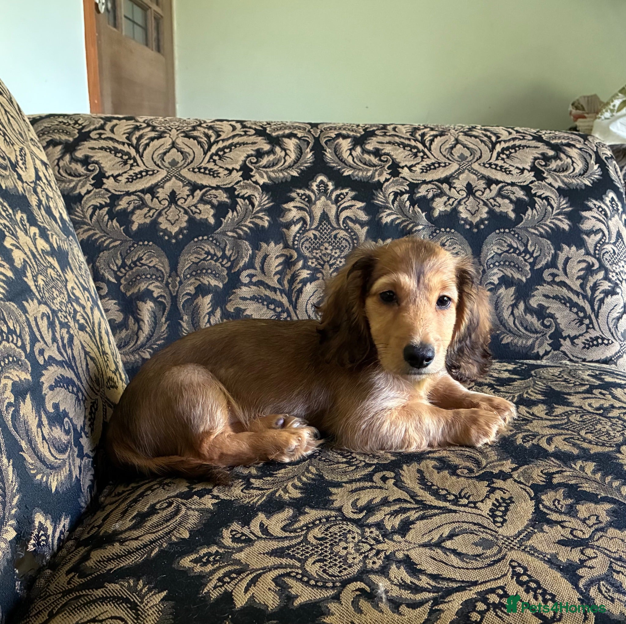 Miniature Dachshund dogs GORGEOUS KC reg PRA CLEAR MINI DACHSHUND PUPPIES - Advert 2