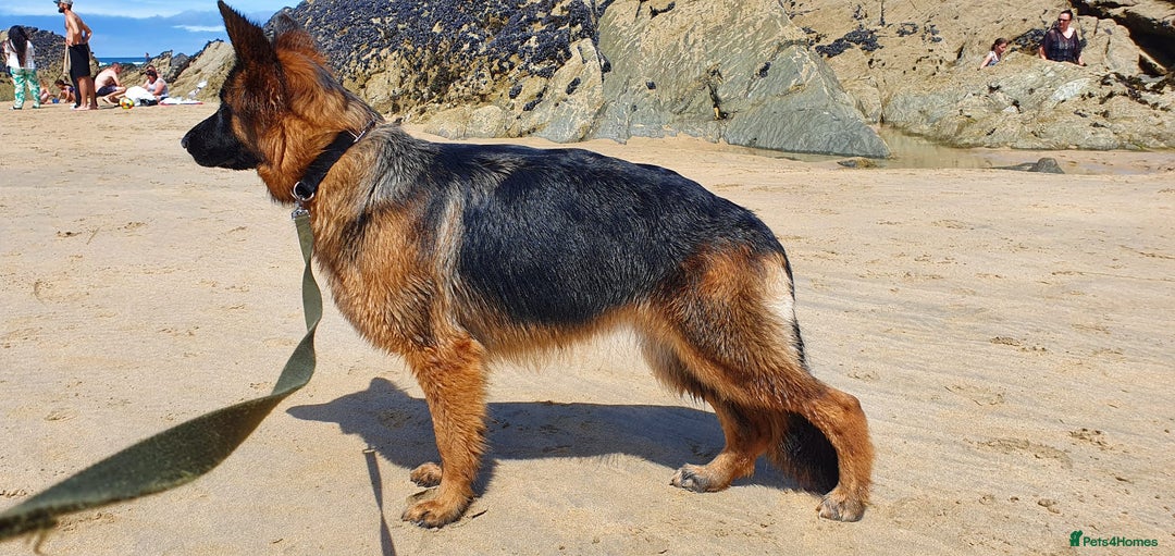 German Shepherd dogs for sale: Puppies  - Advert 13