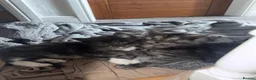 Maine Coon cats for sale: 2 Maine Coone Kittens for sale - Advert 5