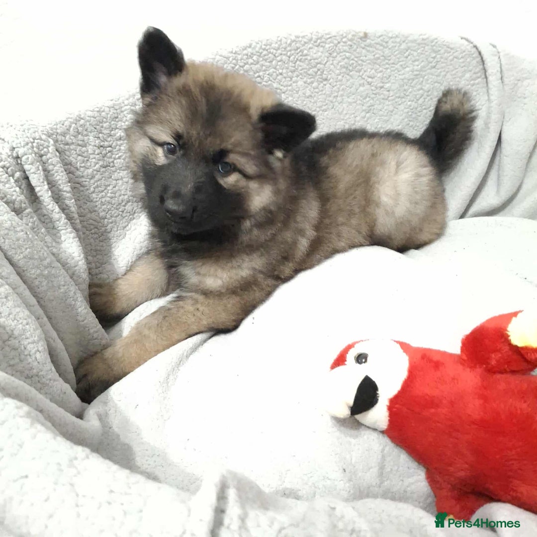 German Shepherd dogs for sale: BEAUTIFUL SABLE GERMAN SHEPHERD PUPS - Image 5