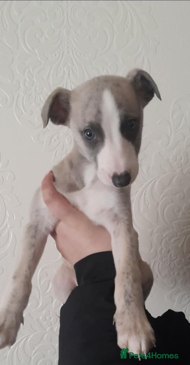 Whippet dogs  beautiful whippet pup boy left  - Advert 6