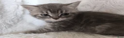 British Shorthair cats for sale: Male kitten available  - Advert 6