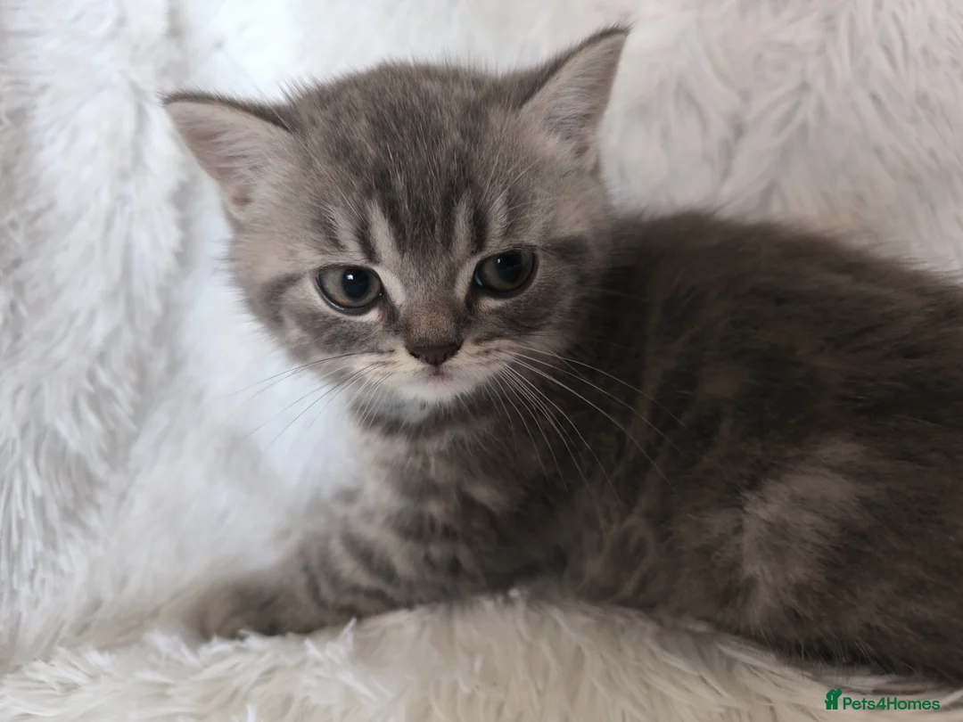 British Shorthair cats for sale: Male kitten available  - Advert 6