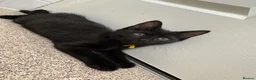 Domestic Shorthair cats for sale: 4 adorable kittens looking for new homes - Advert 5