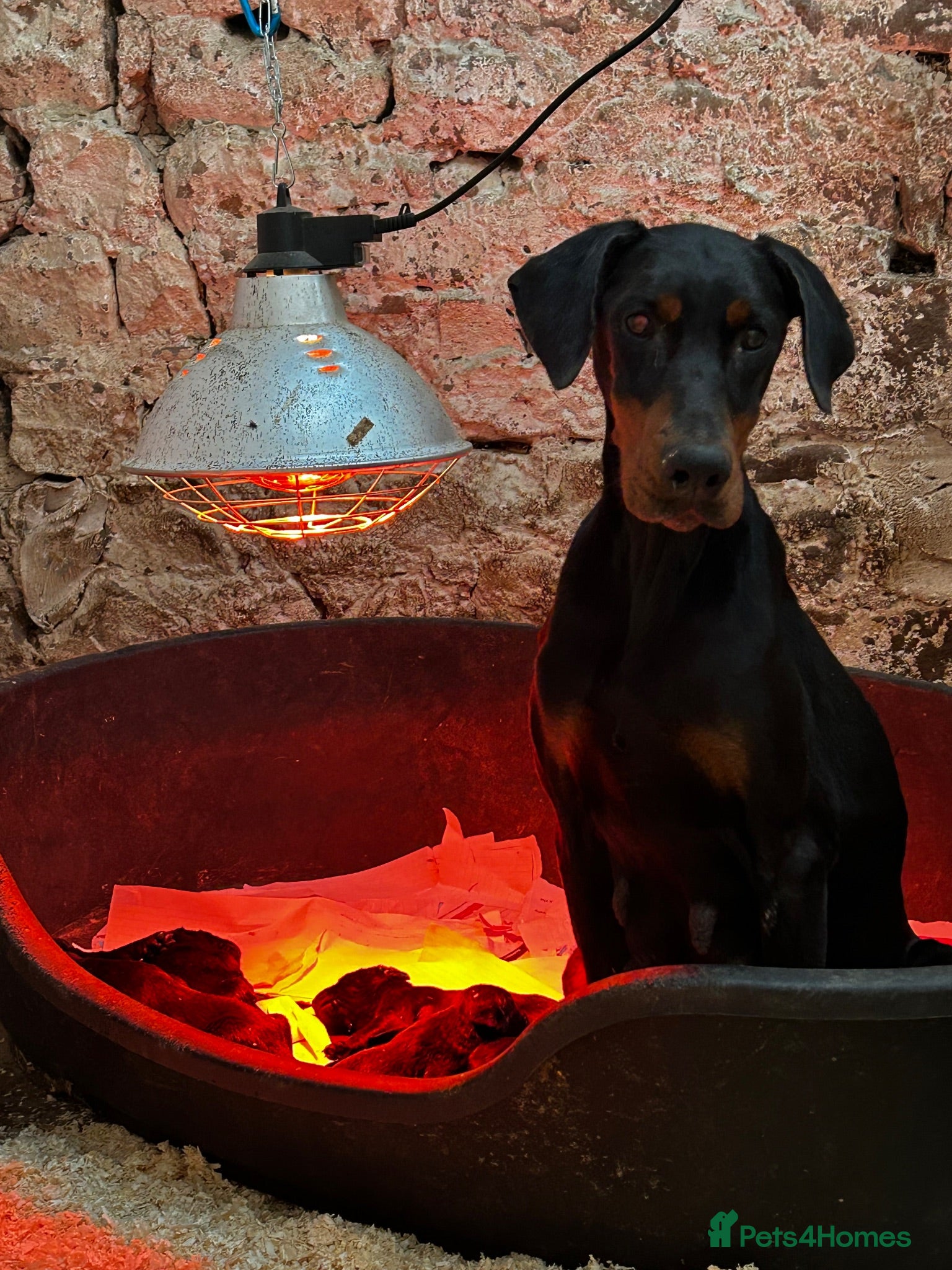 Dobermann dogs Doberman x - Advert 1