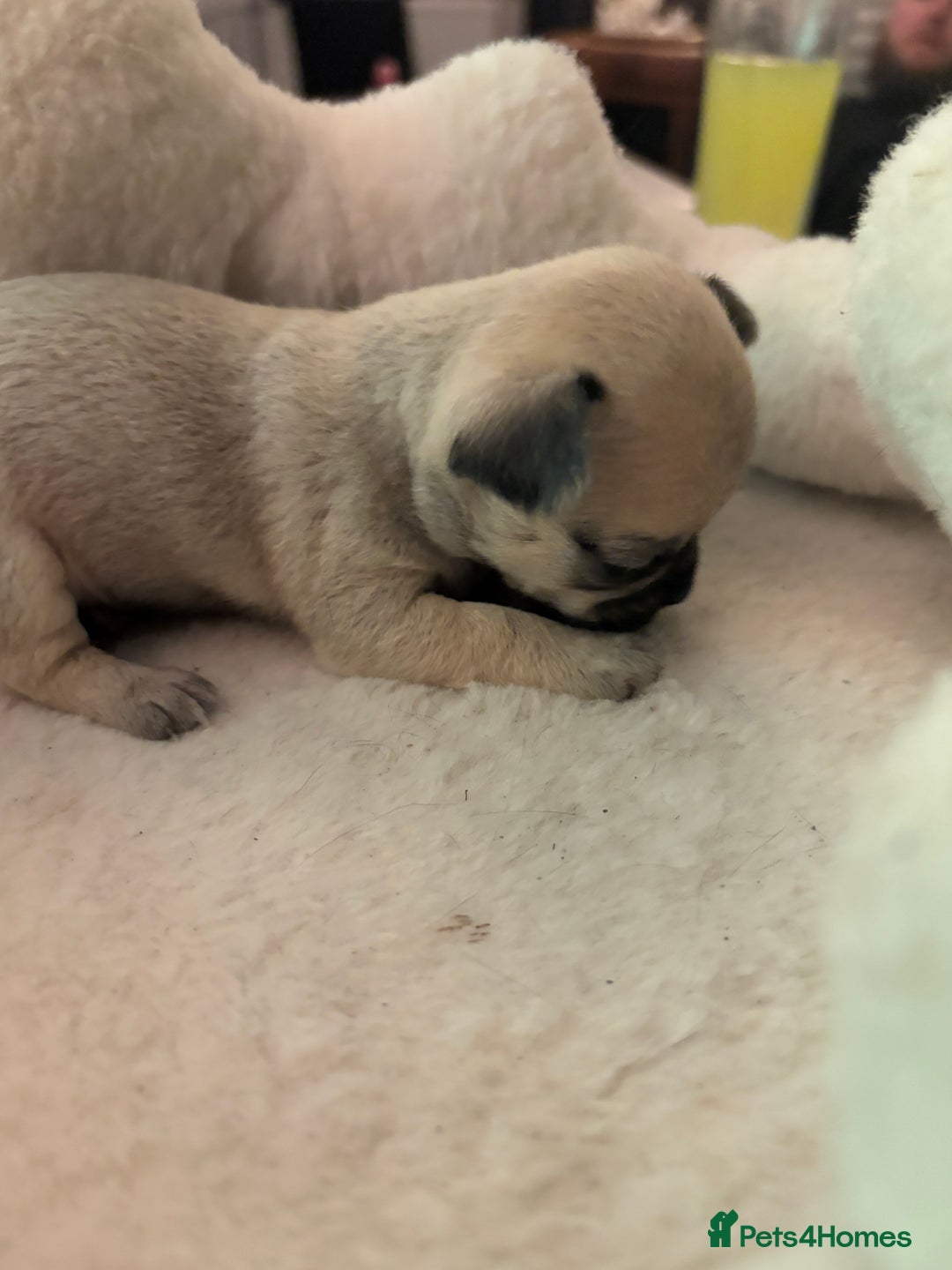 Chihuahua dogs for sale: Chihuahua and Pomchi puppies - Image 5