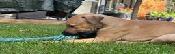 Greyhound dogs for sale: Hungarian Greyhound Pups - Advert 19