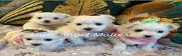 Maltese dogs for stud: 🌟Stunning KC Reg Korean Maltese boy for STUD in Waltham Cross - Advert 10
