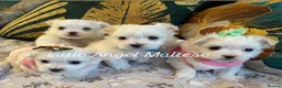 Maltese dogs for stud: 🌟Stunning KC Reg Korean Maltese boy for STUD in Waltham Cross - Advert 14