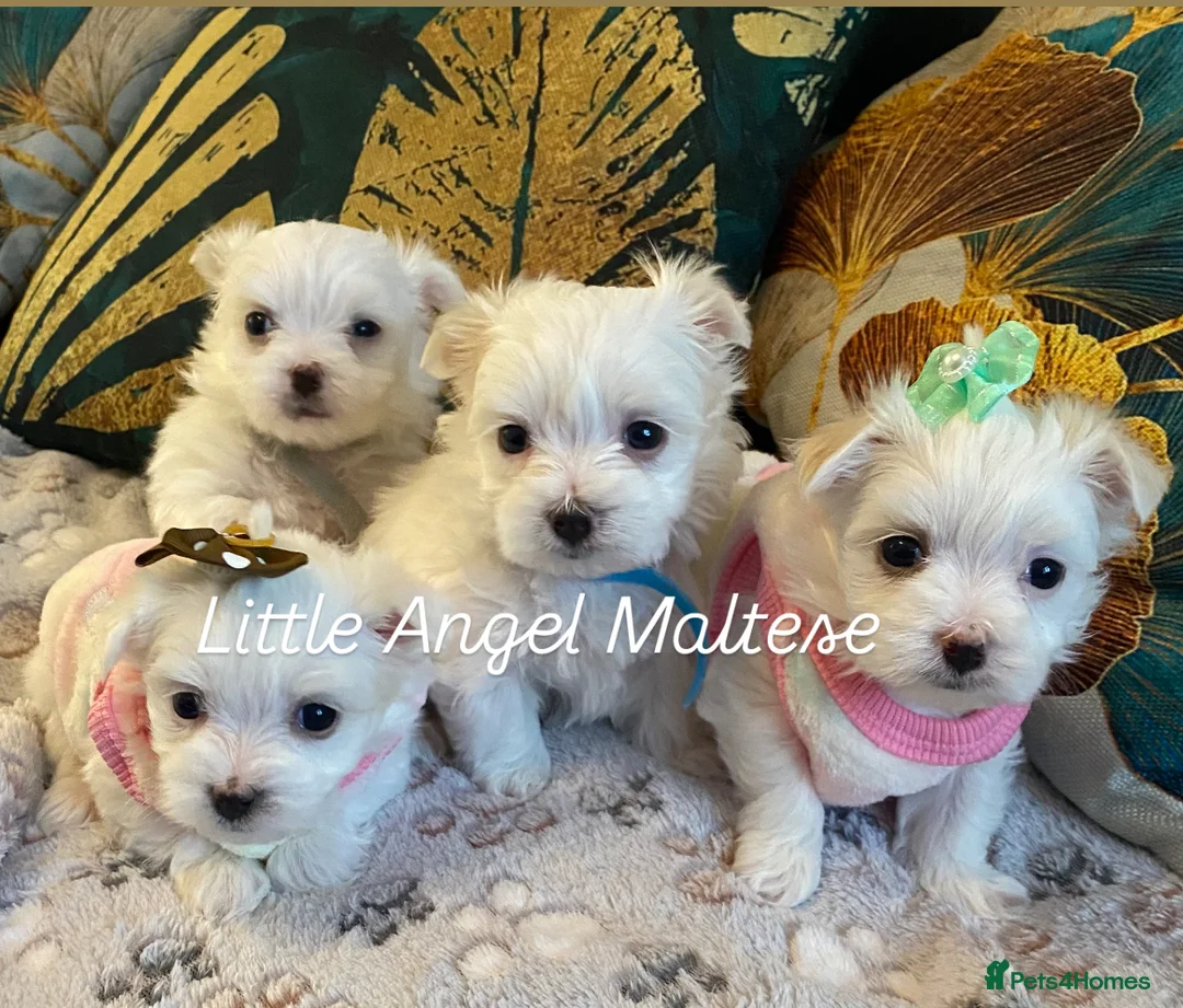 Maltese dogs for stud: 🌟Stunning KC Reg Korean Maltese boy for STUD in Waltham Cross - Advert 14
