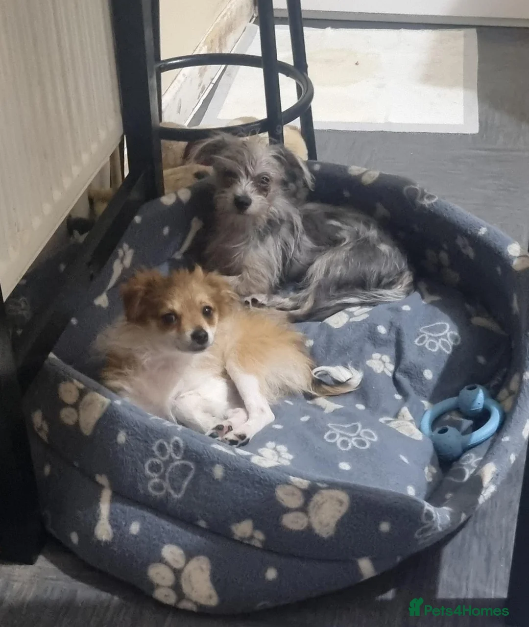 Chorkie dogs for sale:  merle chorkie, toy pomeranian open to offers - Advert 1