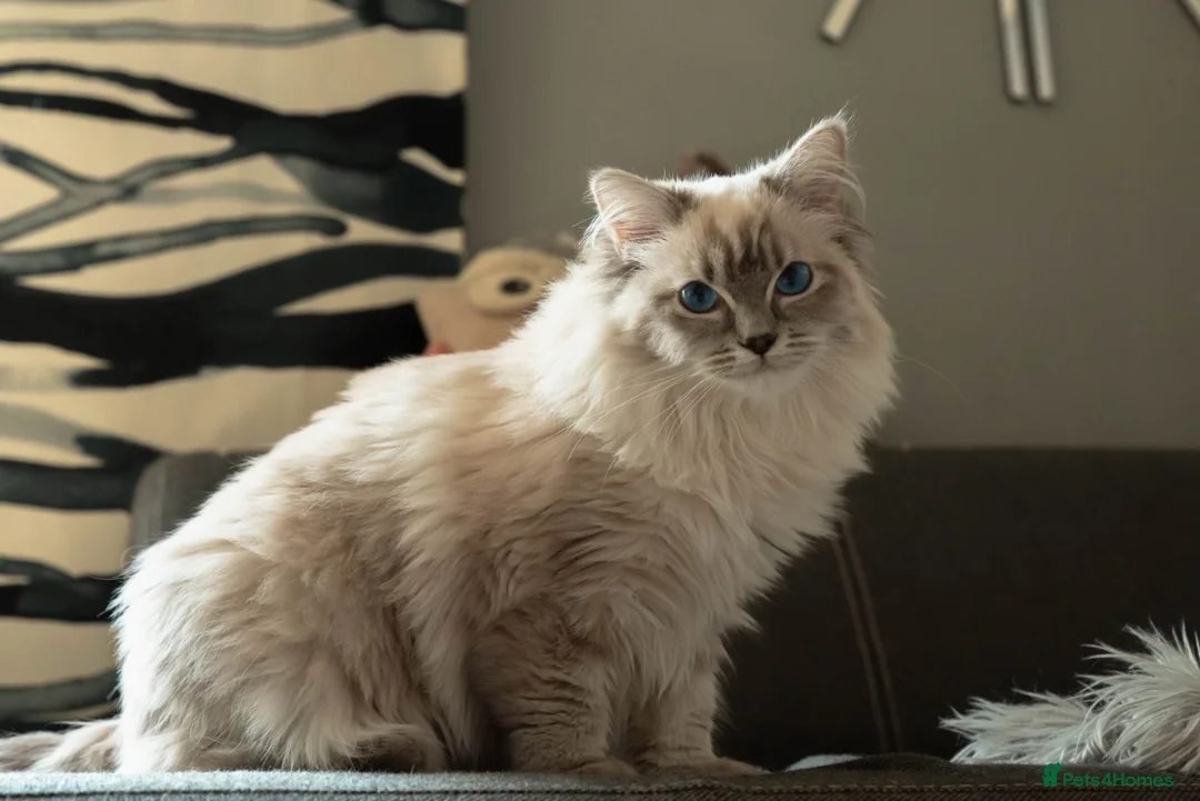 Ragdoll cats for sale: Beautiful Female Ragdoll – GCCF Active Registered in Helensburgh - Advert 2