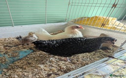 Chickens poultry for sale: 3 Small Chickens Serama hens - Image 2