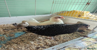 Chickens poultry - Advert 8