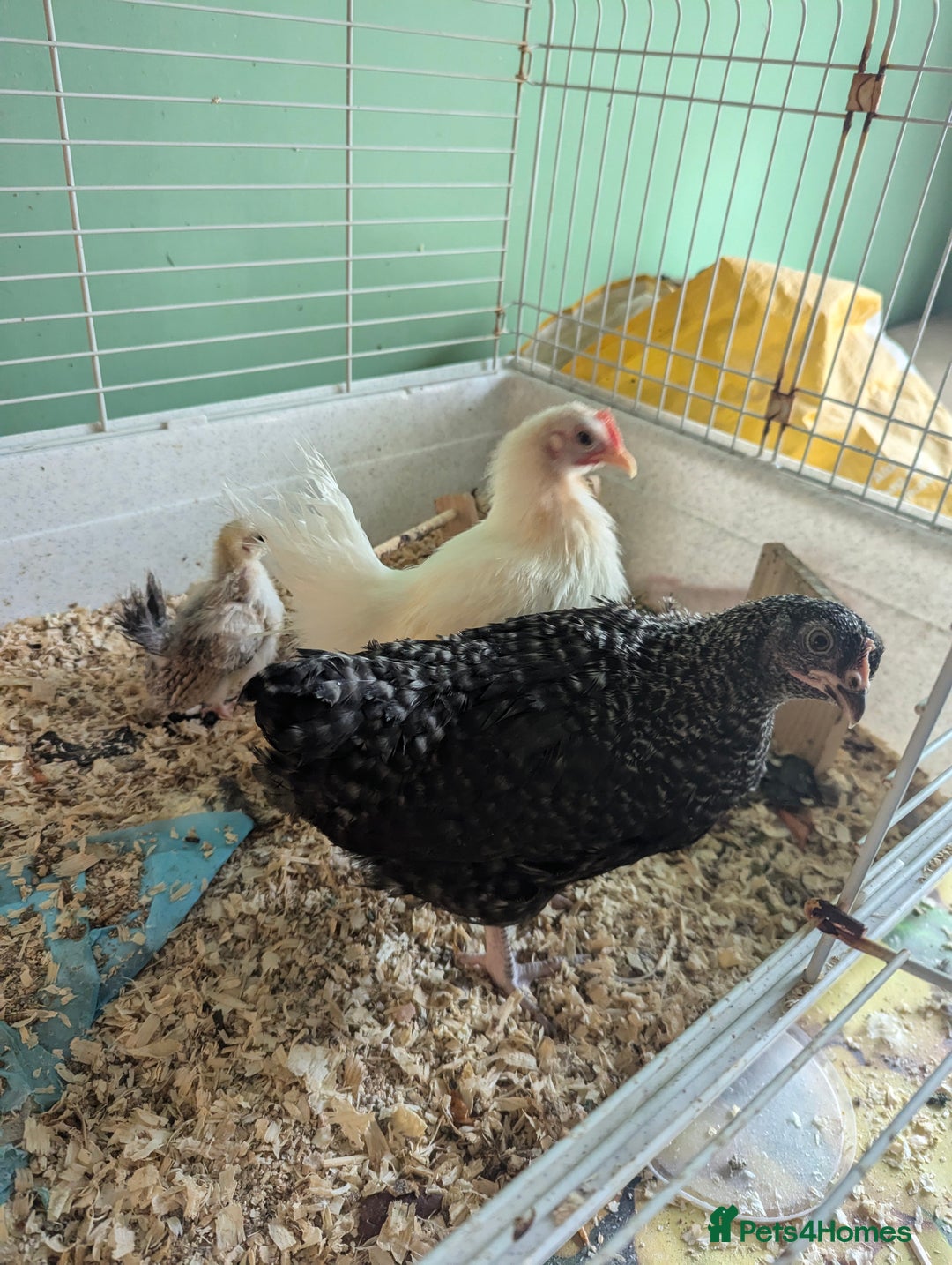 Chickens poultry for sale: 3 Small Chickens Serama hens - Image 2