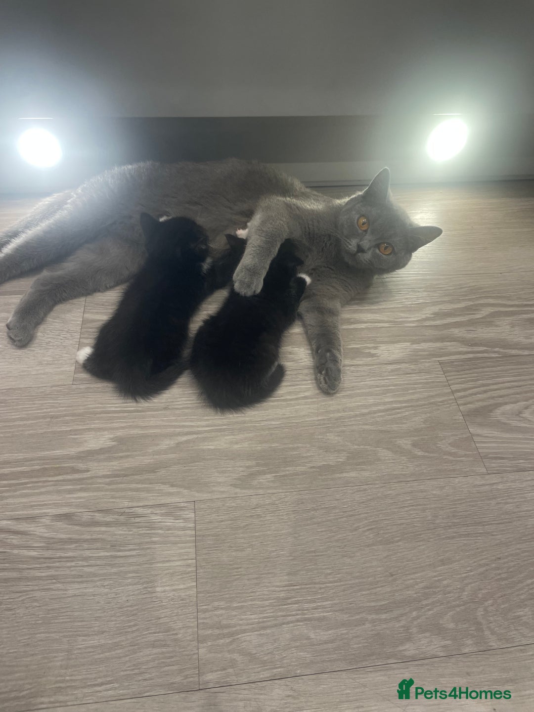 Mixed Breed cats for sale: Kittens For Sale  - Image 12