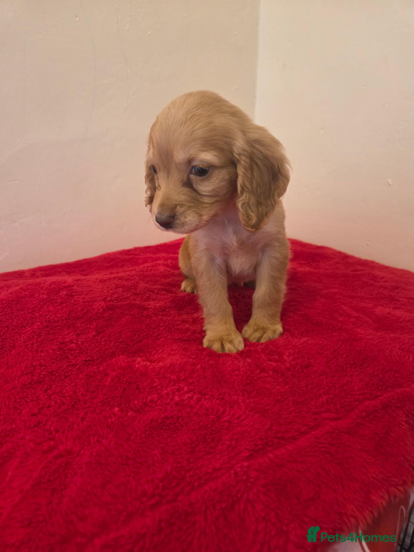 Cocker Spaniel dogs Beautiful cocker spaniel pups  - Advert 4
