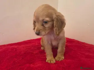 Cocker Spaniel dogs Beautiful cocker spaniel pups - Advert 4