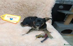 Mixed Breed dogs for adoption: 💙🐶 MARIUSZ 🐶💙 - Image 2