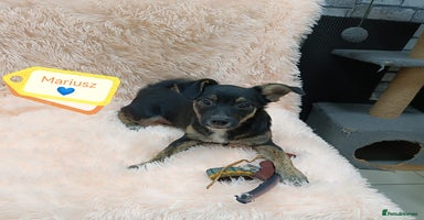 Mixed Breed dogs - Advert 12