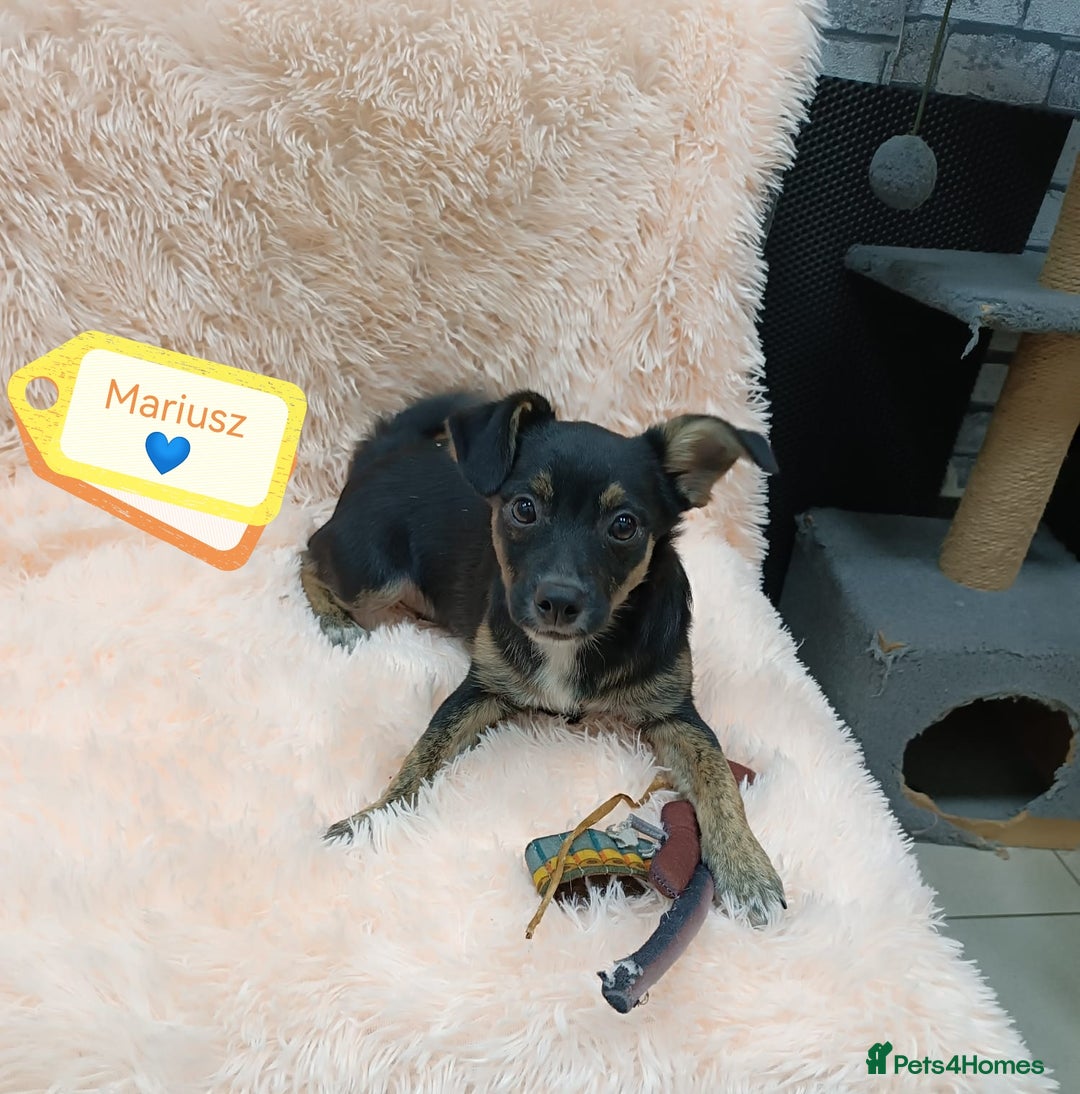 Mixed Breed dogs for adoption: 💙🐶 MARIUSZ 🐶💙 - Image 2