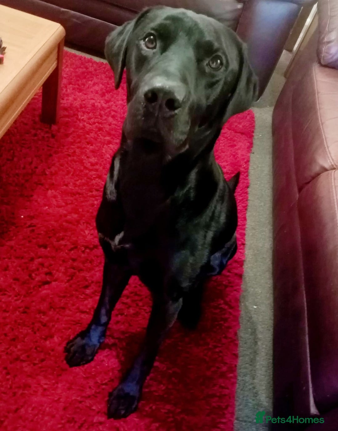 Labrador Retriever dogs for stud: Proven KC black labrador for stud - Advert 2