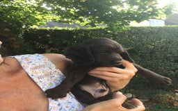 Cocker Spaniel dogs for sale: Working Cocker Spaniel Pups - Image 6