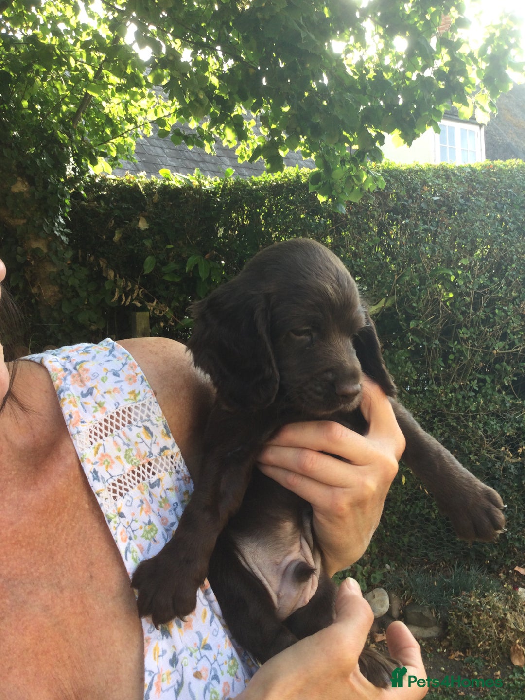 Cocker Spaniel dogs for sale: Working Cocker Spaniel Pups - Image 6
