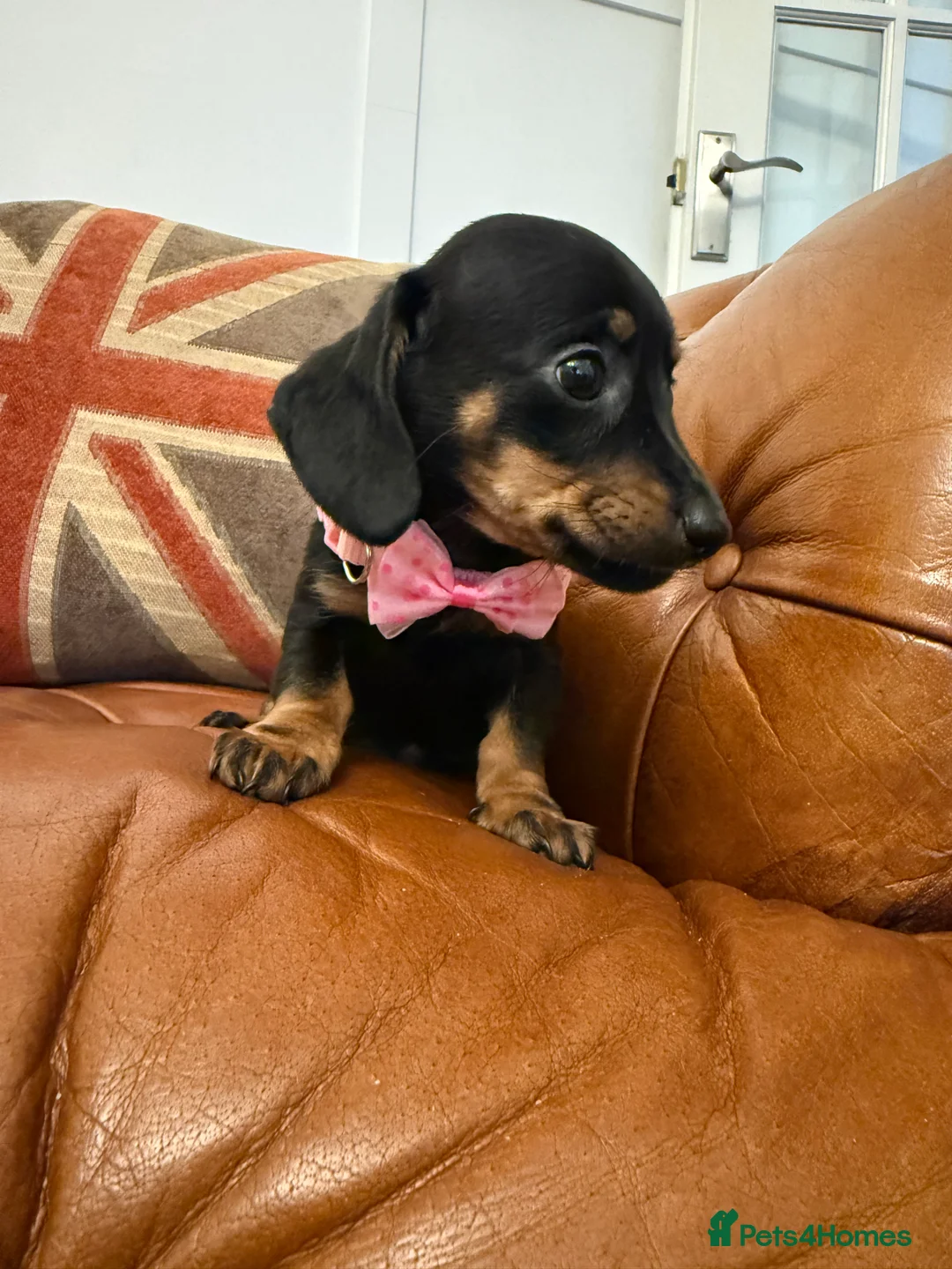 Miniature Dachshund dogs for sale: Stunning Pups 5 ⭐ Star Licensed 5 ⭐ Reviews!  - Advert 27