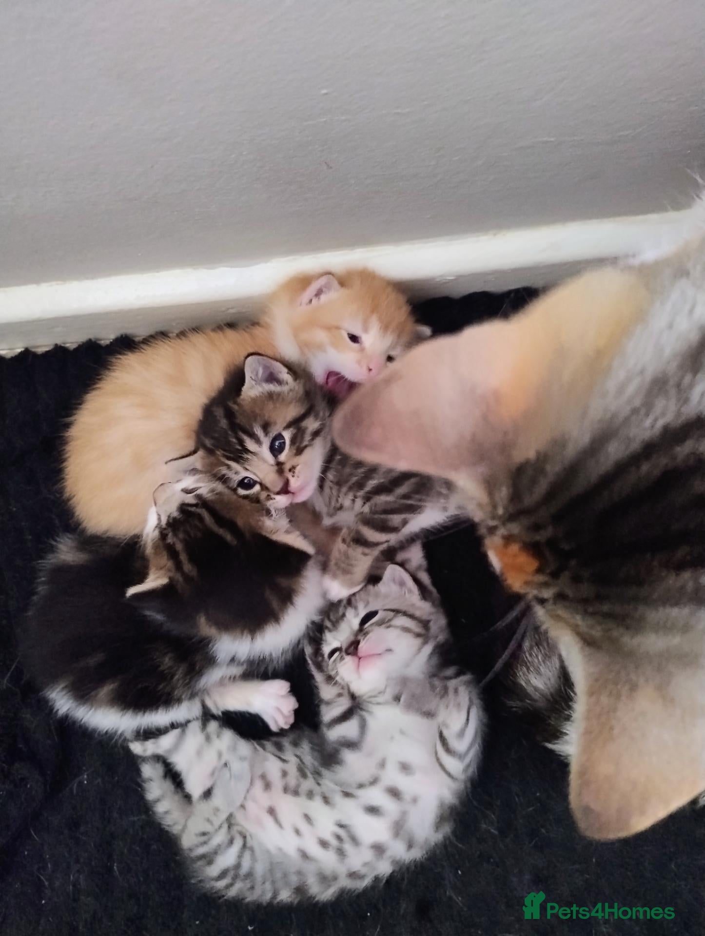 Mixed Breed cats 3 beautiful kittens  - Advert 11