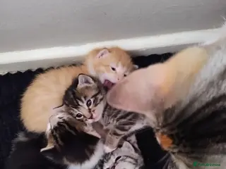 Mixed Breed cats 3 beautiful kittens - Advert 11