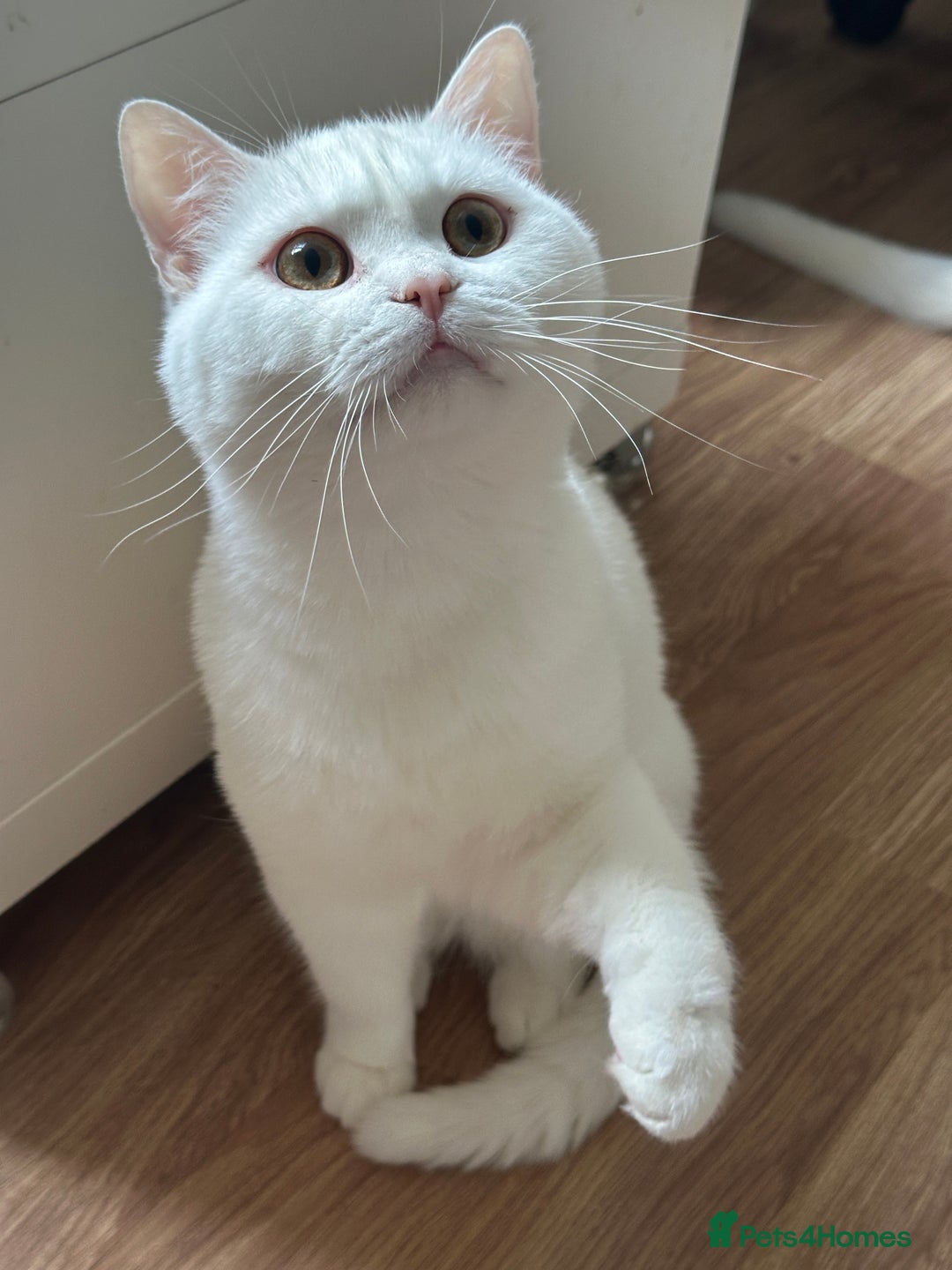 British Shorthair cats for sale: Gorgeous British Longhair & Shorthair Kittens - Advert 17