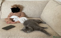 British Shorthair cats for sale: Belles Champion Bloodline BSH Kittens !! 😻 - Image 5