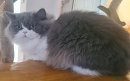 British Longhair cats for sale: Tica registered British Longhair Lady Rehome - Image 4