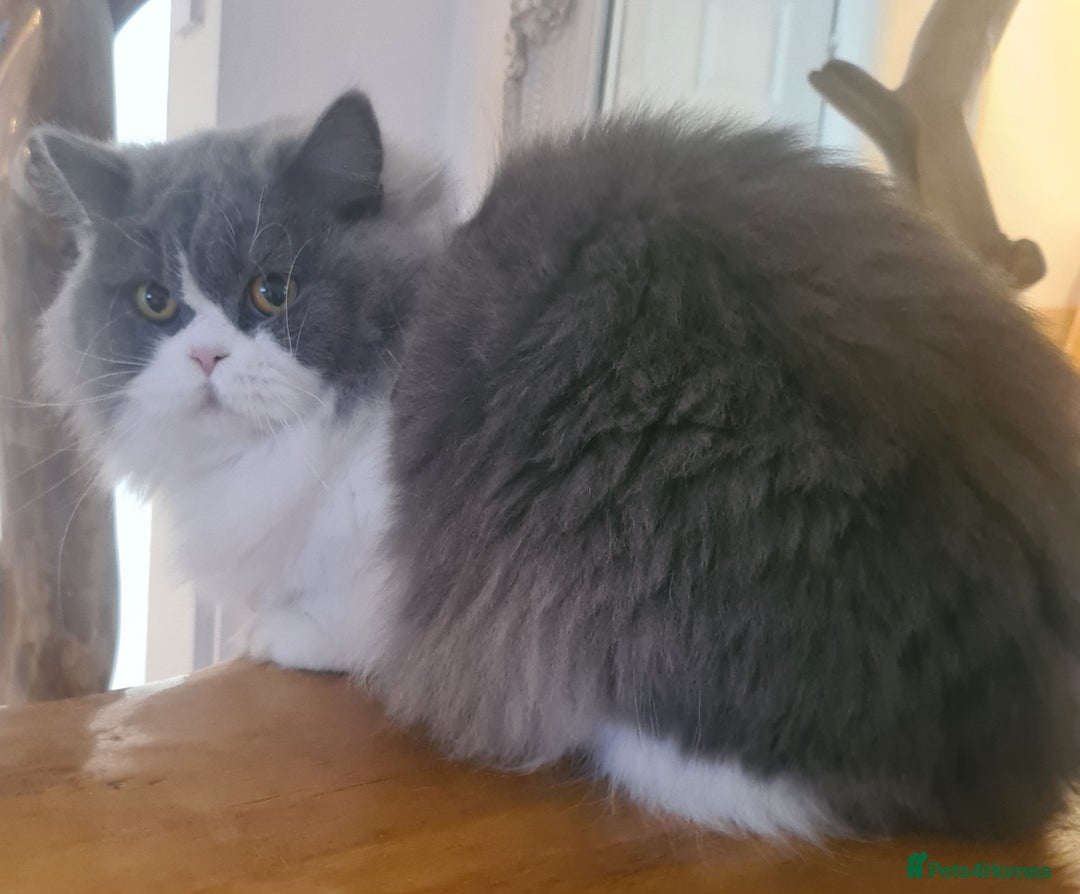 British Longhair cats for sale: Tica registered British Longhair Lady Rehome - Image 4