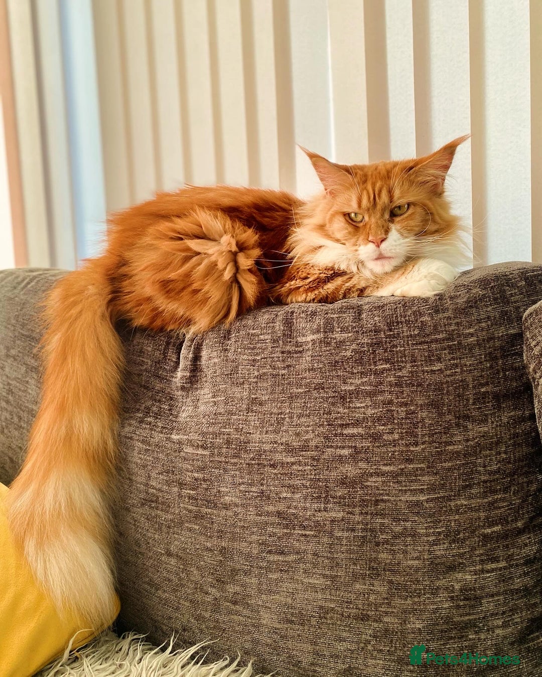 Maine Coon cats for sale: Beautiful Maine coon kittens - Advert 1