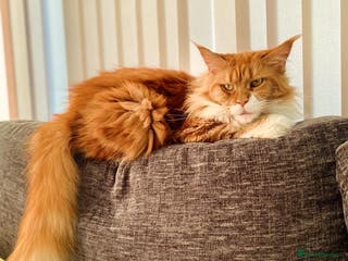 Maine Coon cats Beautiful Maine coon kittens - Advert 6