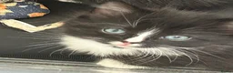 Mixed Breed cats for sale: Adorable fluffy kittens for sale - Advert 2