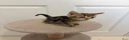 Mixed Breed cats for sale: 4 gorgeous kittens  - Advert 7