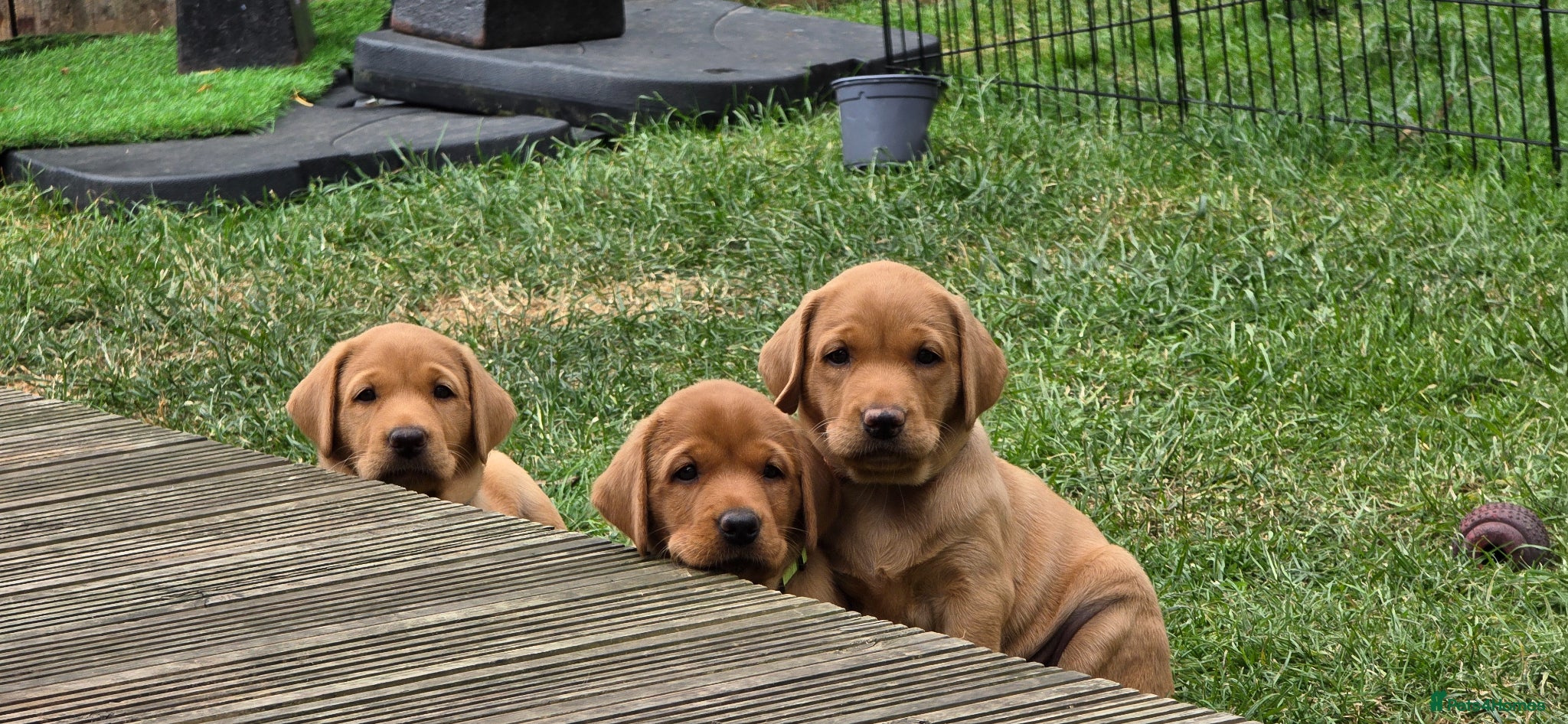 Labrador Retriever dogs KC Reg. Fox Red Labrador Pups from Working Lines - Advert 2