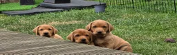 Labrador Retriever dogs for sale: KC Reg. Fox Red Labrador Pups from Working Lines - Advert 2