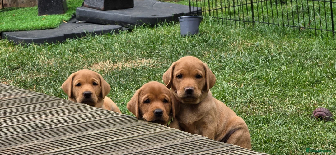 Labrador Retriever dogs for sale: KC Reg. Fox Red Labrador Pups from Working Lines - Advert 2