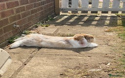 Mini Lop rabbits for sale: (Pending Collection 21/11) Sweet Mini Lop Boy 3 yr - Advert 5