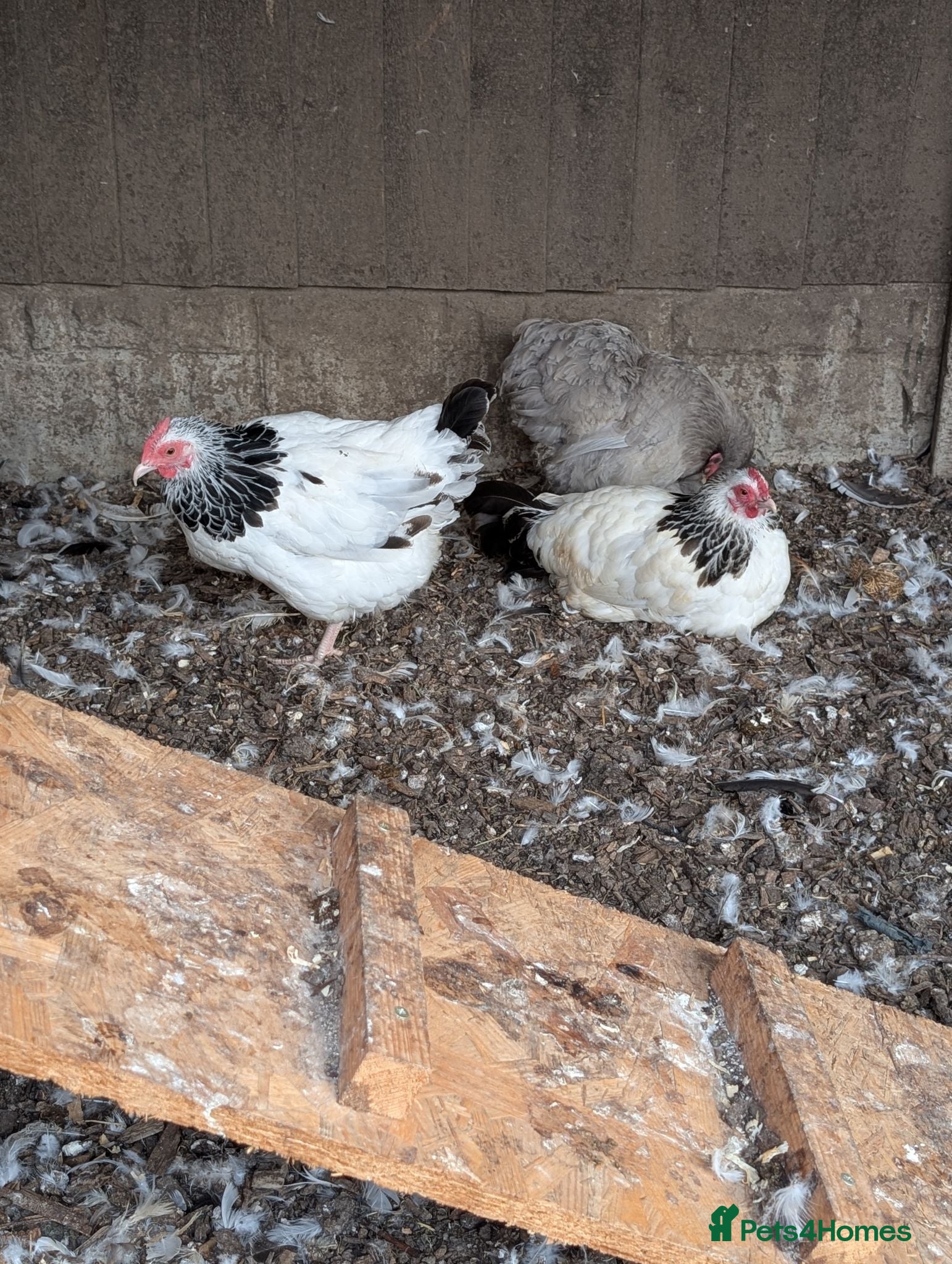 Chickens poultry Trio light Sussex bantams  - Advert 1