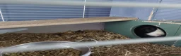 Guinea Pig rodents for sale: Pair guinea pigs  in Bishop Auckland - Advert 7