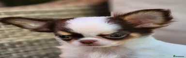 Chihuahua 3