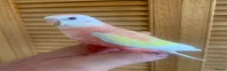 Parakeets birds for sale: Hand reared Bourkes Parakeets  - Advert 7