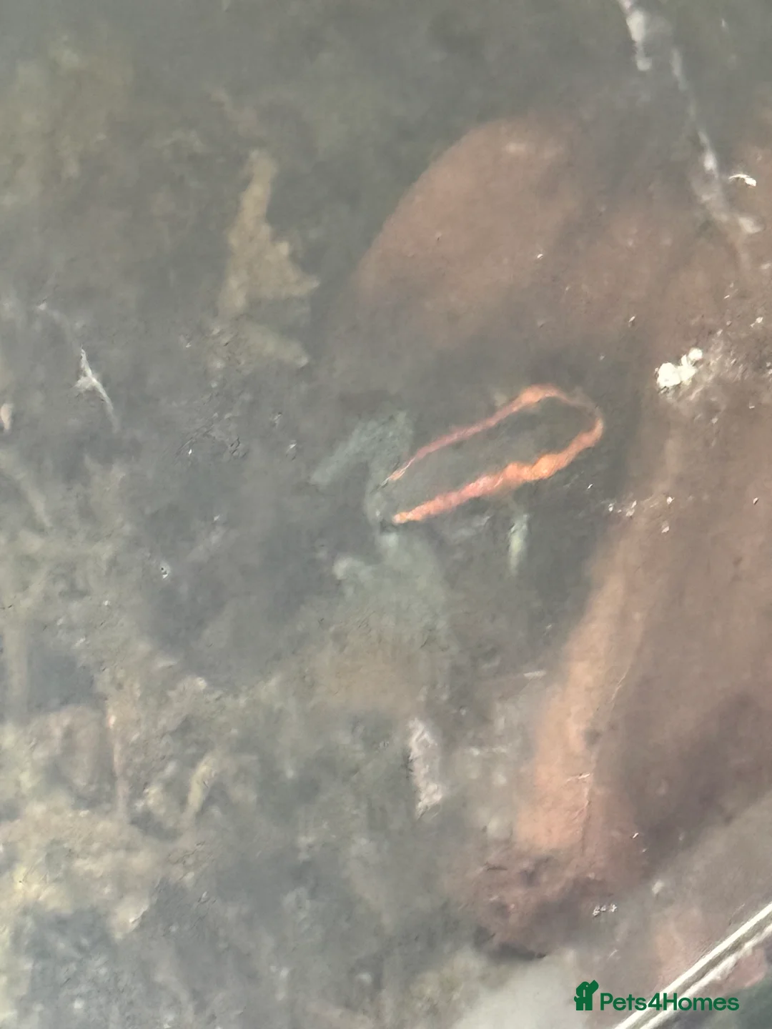 Frog reptiles for sale: Phyllobates Vittatus froglets - Advert 3